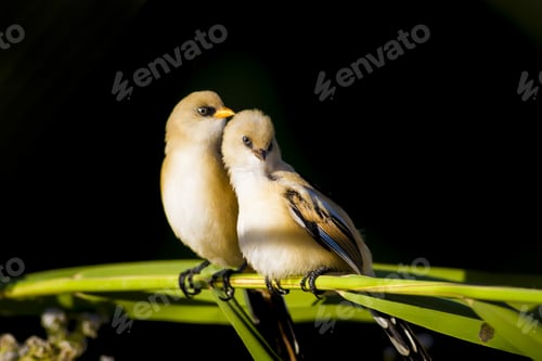 Preview: Romantic Birds. Black Nature Background. Bearded Reedling / Panurus Biarmicus