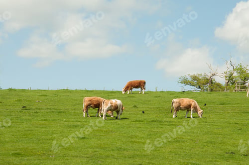 Preview: Cattle Grazing In The British Springtime Countryside.