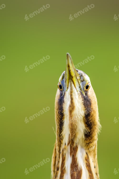 Preview: Funny Bird Portrait. Bird: Eurasian Bittern. Botaurus Stellaris. Green Nature Background.