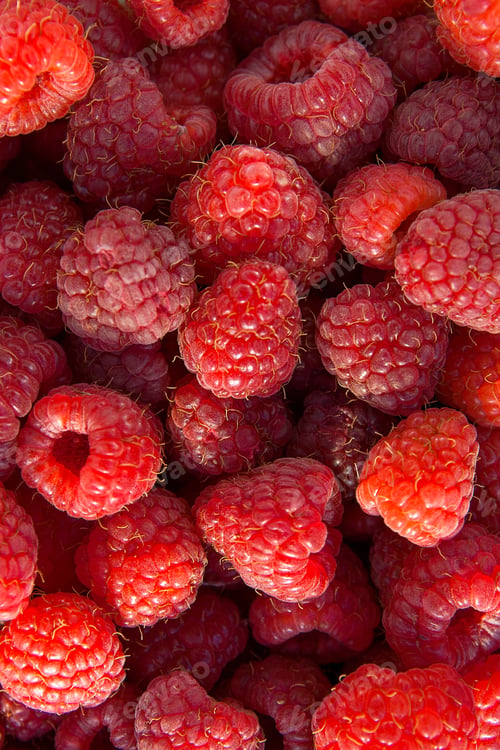 Preview: Lots Of Red Ripe Raspberries As Background. Close Up Of Fresh Organic Sweet Berries.