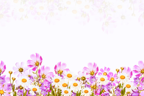Preview: Natural Floral Background. Bright Colorful Chamomile Flowers
