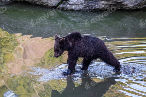 Preview: Brown Bear (Ursus Arctos) In Lake Clark National Park, Alaska, Usa