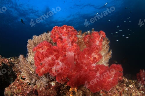 Preview: Coral Reef Fish Underwater In Sea Ocean