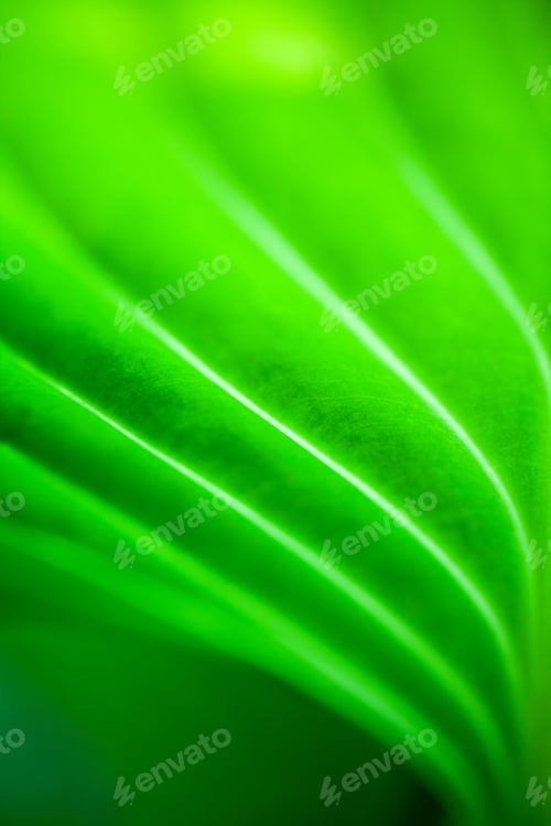 Preview: Green, Abstract Composition With Leaf Texture And Soft Focus