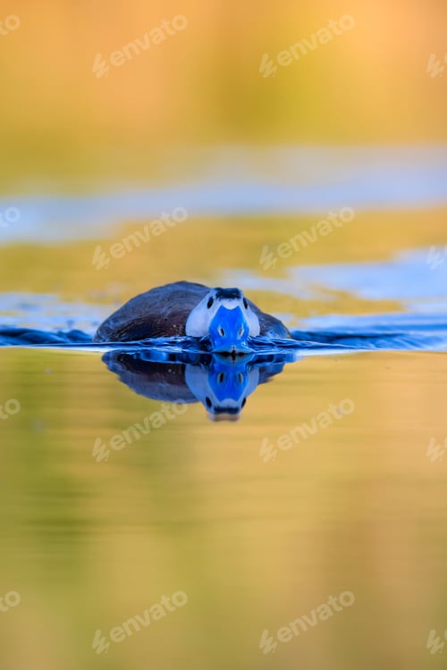 Preview: Duck Swimming In Lake. Cute Blue Billed Duck. Yellow Green Water Nature Background. Duck: White