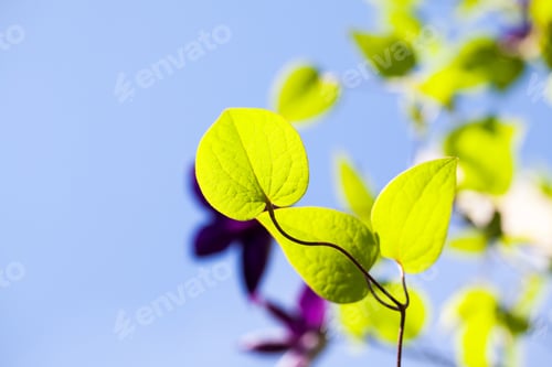 Preview: Beautiful, Blue - Purple Clematis Flowers, Leaves And Buds With Vegetation