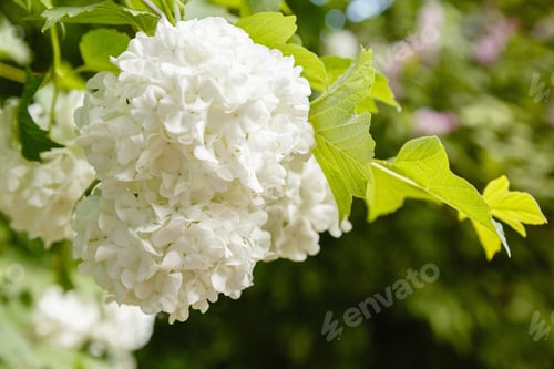 Preview: Beautiful White Flowers Of The Snowball Tree,Chinese Snowball Viburnum, With Broad Green Leaves
