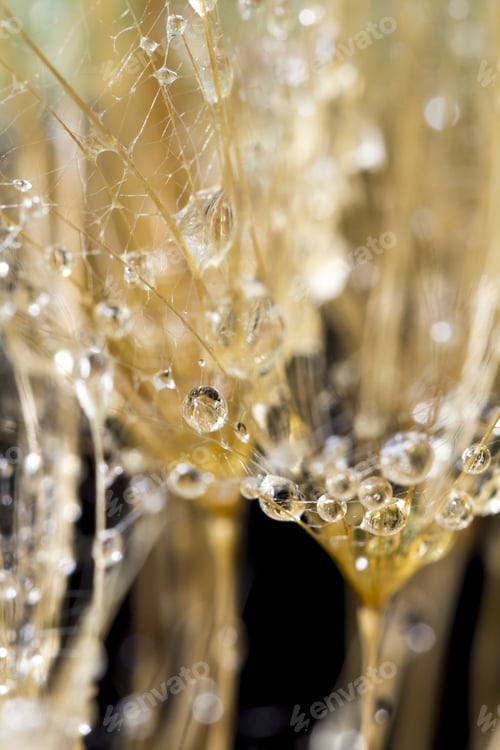 Preview: Dandelion Seeds With Water Drops On Colorful Background