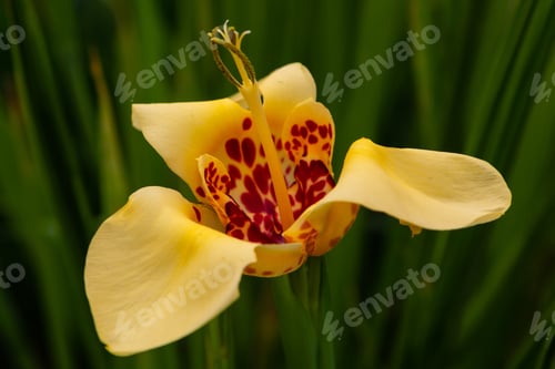 Preview: Tigridia Pavonia Is The Best-Known Species From The Genus Tigridia, In The Iridaceae Family. Common