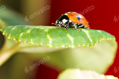 Preview: Cute Red Ladybird. Green Red Nature Background. Macro Photography.
