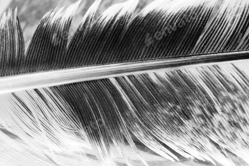 Preview: Black And White Photo Of Hen Feather With Details And Reflexions