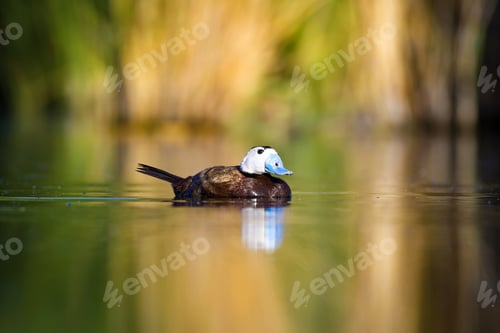 Preview: Swimming Duck. Colorful Nature Background. Bird: White Headed Duck. Oxyura Leucocephala.