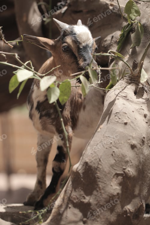 Preview: Photography Of An Young Brown And Black Goat Eating Tree Green Leaves, Standing On A Brick Wall