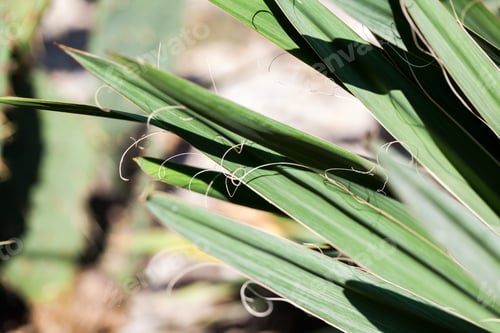 Preview: Yucca Filamentosa, Details On The Leaves In Botanical Garden In Balchik, Bulgaria