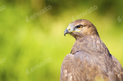 Preview: Hawk Portrait. Green Nature Background Long Legged Buzzard / Buteo Rufinus