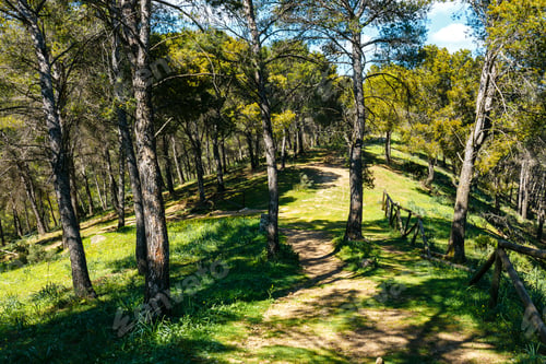 Preview: Forest Path Leading Through The Green Forest