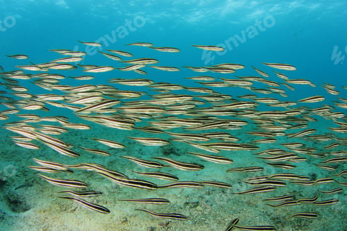 Preview: School Of Striped Eel Catfish Underwater