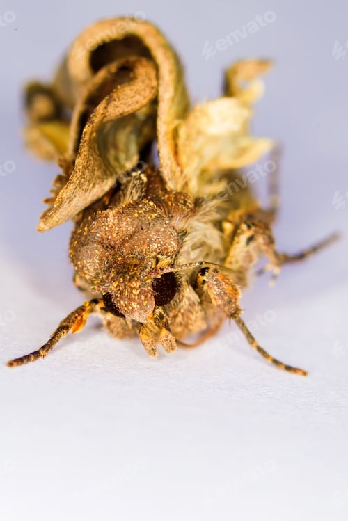 Preview: Amazing Insect. Moth. White Background
