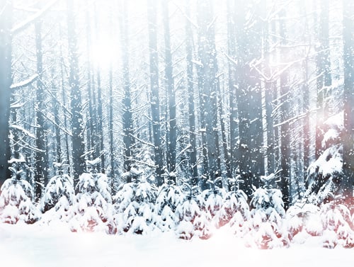 Visualização: Inverno. Queda de neve.