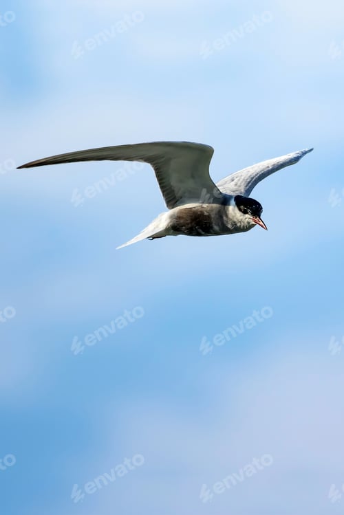 Preview: Flying Birds. Nature Background. Bird: Common Tern. Sterna Hirundo.