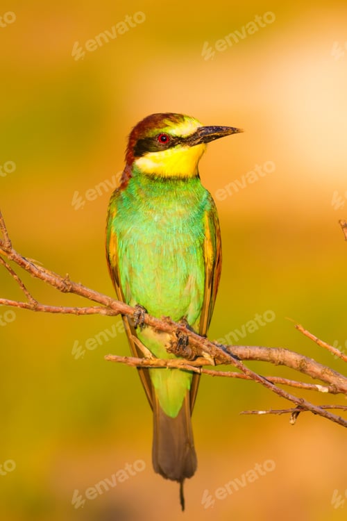 Preview: Colorful Bird. Warm Colors Nature Background. Bird: Bee Eater. Merops Apiaster.