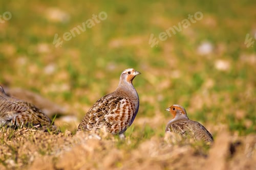 Preview: Partridges. Colorful Nature Background. Bird: Grey Partridge. Perdix Perdix.