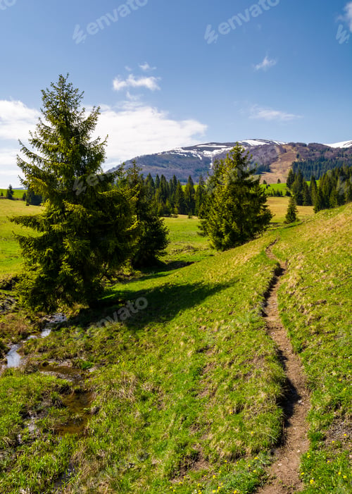 Preview: Narrow Footpath Along The Forested Hills. Beautiful Landscape Of Carpathian Mountains In