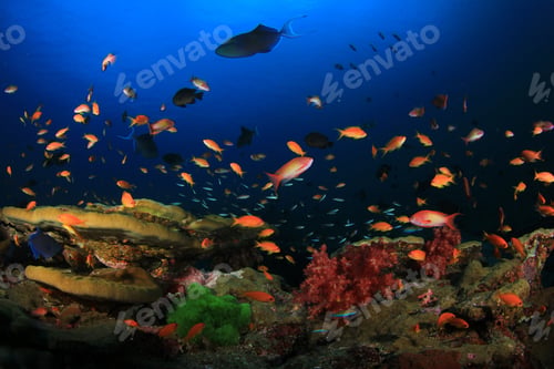 Preview: Coral Reef With Fish