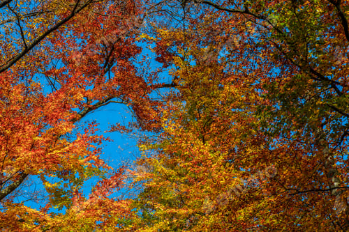 Preview: Tall Trees With Yellow And Orange Foliage In Autumn Forest On Sunny Day With Blue Sky