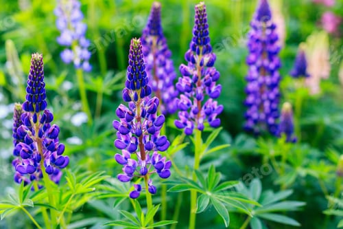 Preview: Beautiful Colorful Blooming Lupine Flower On Green Background.