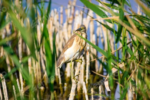 Preview: Heron And Habitat. Lake Reeds Background. Camouflage Animal. Bird: Common Squacco Heron. Ardeola