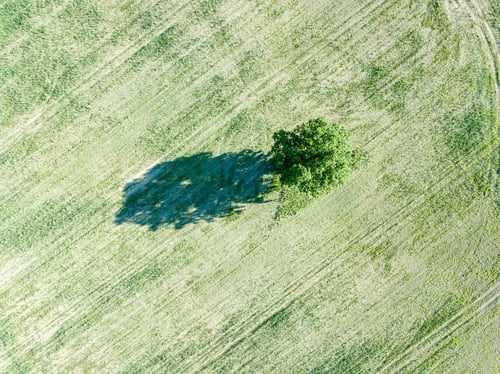 Preview: Drone Image. Aerial View Of Empty Cultivated Fields With Lonely Tree In The Middle. Latvia Summer