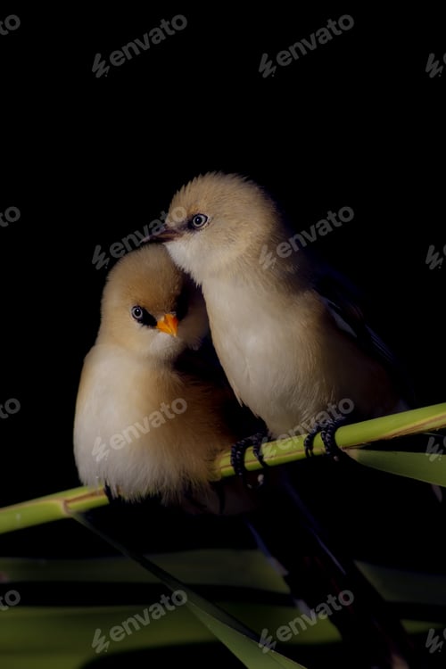 Preview: Romantic Birds. Black Background. Bearded Reedling. Panurus Biarmicus