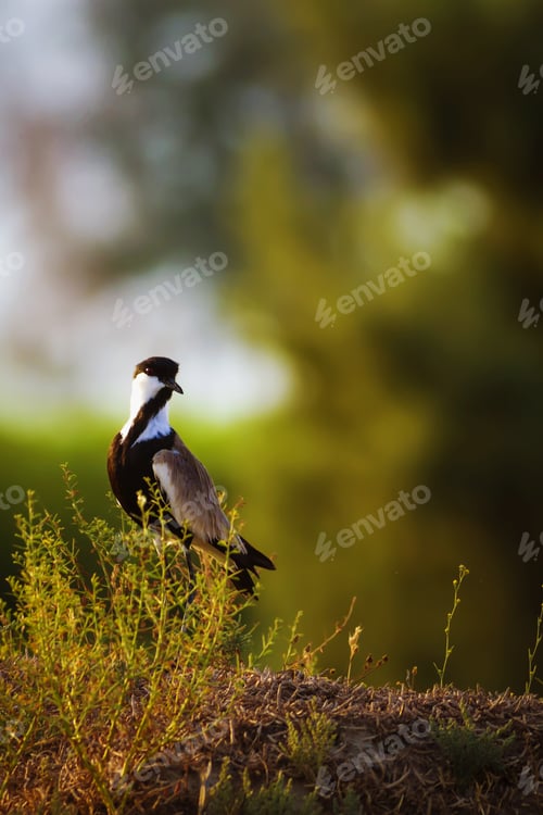 Preview: Green Nature And Spur Winged Lapwing Spur Winged Lapwing / Vanellus Spinosus
