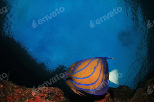 Preview: Ring Angelfish