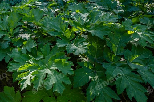 Preview: Heracleum Sosnowskyi Is Apoisonous Plant, Commonly Known As Giant Hogweed, Cartwheel-Flower, Giant