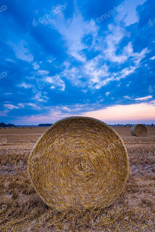 Preview: Summer Landscape With Stubble Field And Rolled Bales Of Straw.