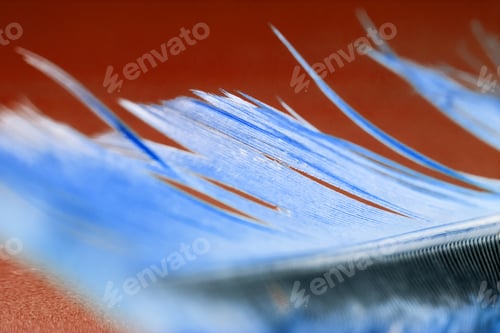 Preview: Colorful Hen Feather With Details And Reflexions