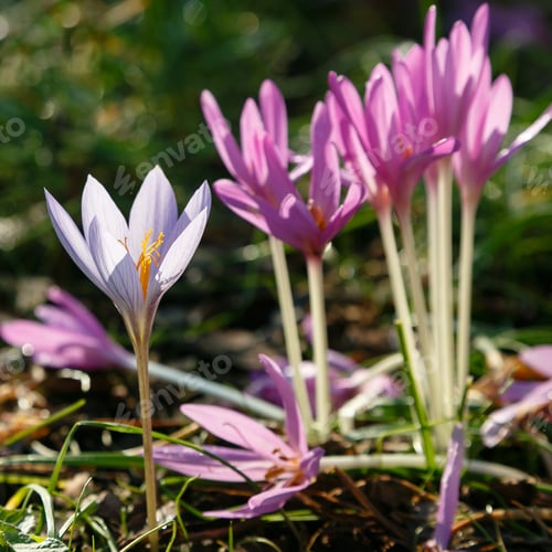 Preview: Colchicum Bloom In The Fall Garden.