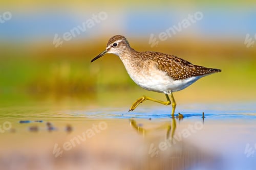 Preview: Cute Water Bird. Natural Background.