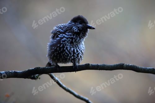 Preview: Spotted Nutcracker, Eurasian Nutcracker Black Forest Germany