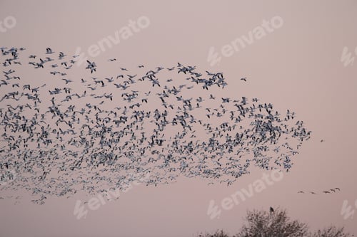 Preview: Snow Geese Bosque Del Apache, New Mexico Usa