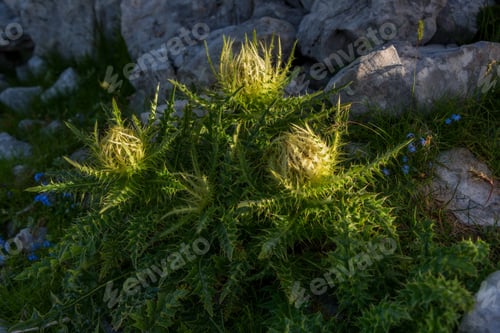 Preview: Barbed Thistle In The Mountains