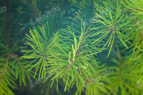 Preview: Green Fluffy Fir Tree Brunch Close Up, Christmas Wallpaper Concept.
