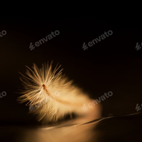 Preview: Fluffy