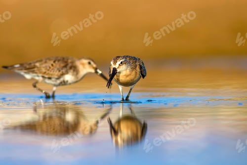 Preview: Water Birds. Colorful Nature Background. Bird: Curlew Sandpiper.