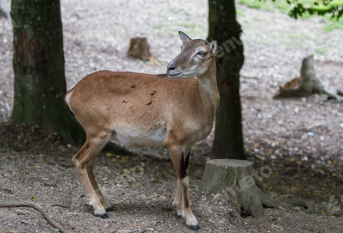 Preview: Female Mouflon In The Forest
