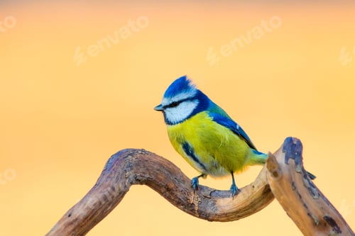Preview: Cute Little Bird On Dry Branch. Yellow Nature Background.