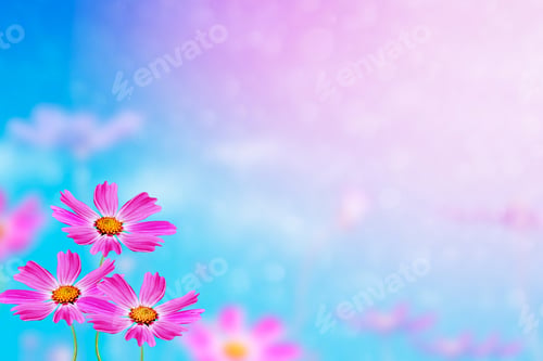 Preview: Colorful Cosmos Flowers On A Background Of Summer Landscape.