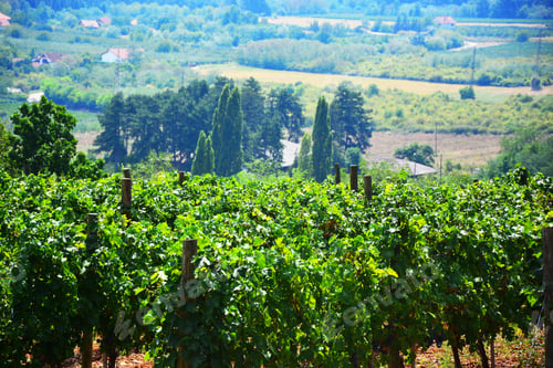 Preview: Grape Vineyard Wine